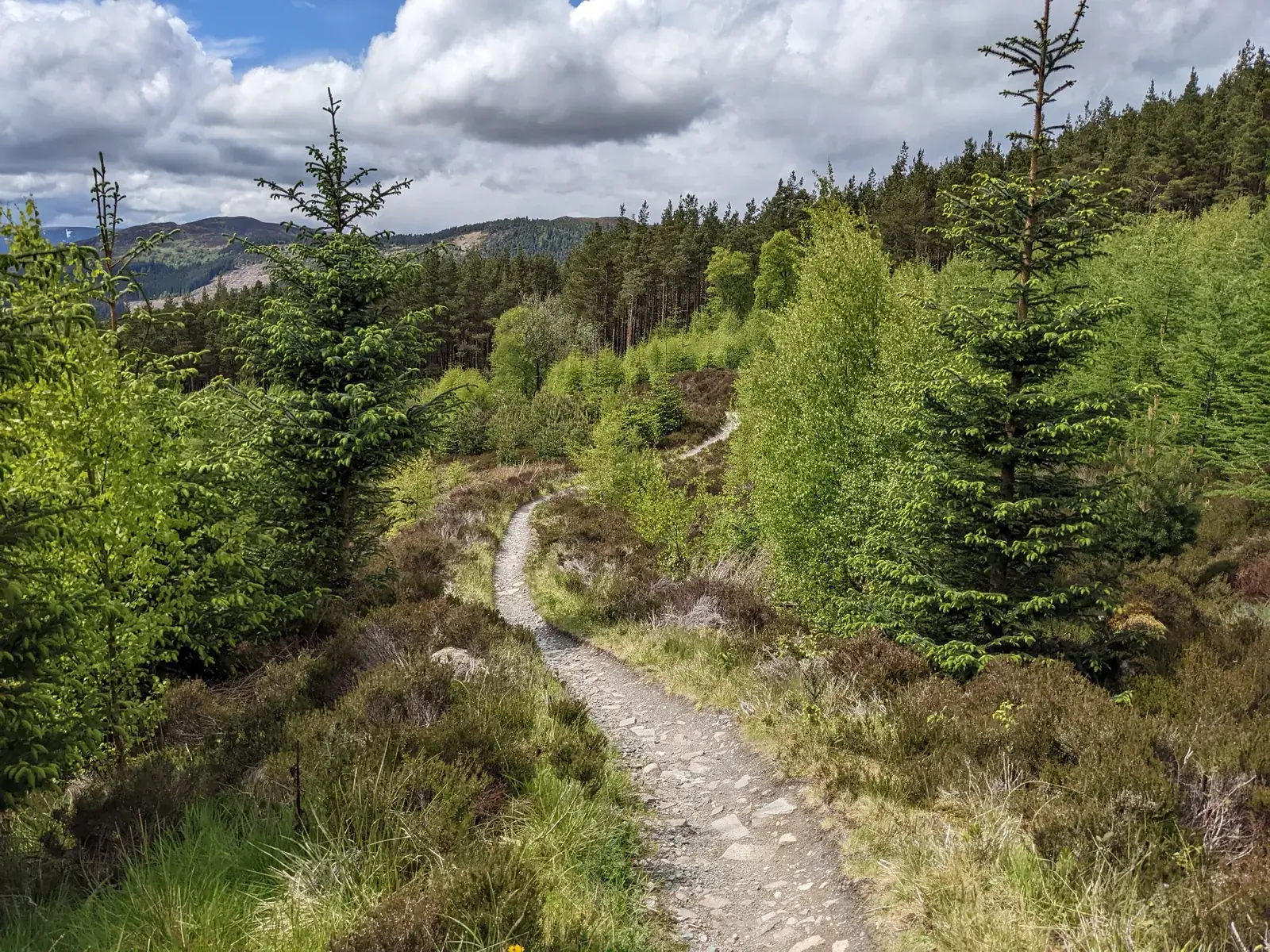 Mountain-bike trail through woodland at Laggan Wolftrax